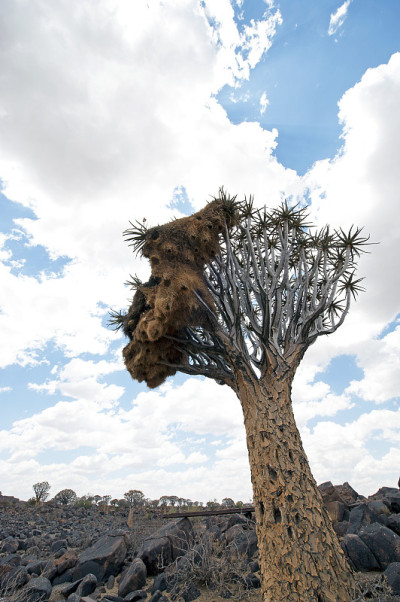 箭袋树林和织布鸟巢，Keetmanshoop，纳米比亚，非洲