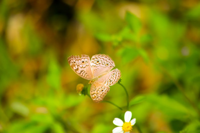 蝴蝶骑着花去采蜜