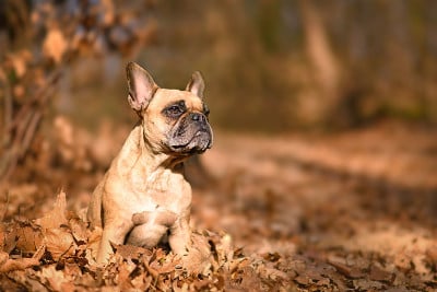 小鹿法国斗牛犬坐在橙色秋叶的森林里