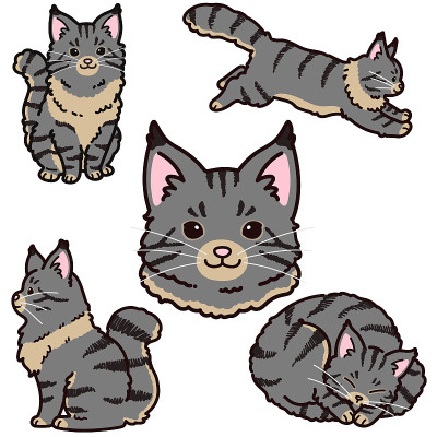 一套简单可爱的灰色缅因猫插图概述