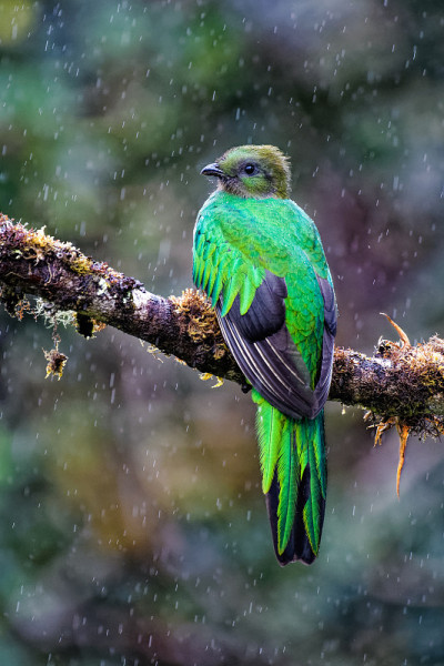 Quetzal