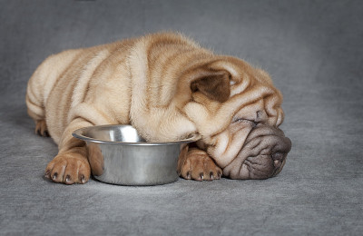 Sharpei小狗睡觉