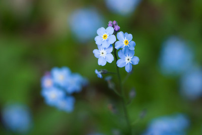 蓝色勿忘我花