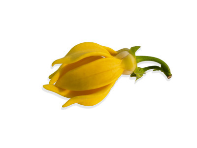 近距离观赏依兰香花