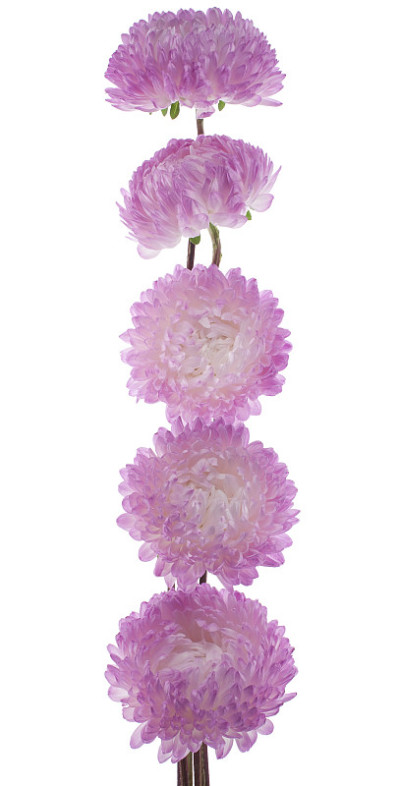 翠菊