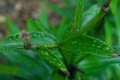 草药在九月的雨中
