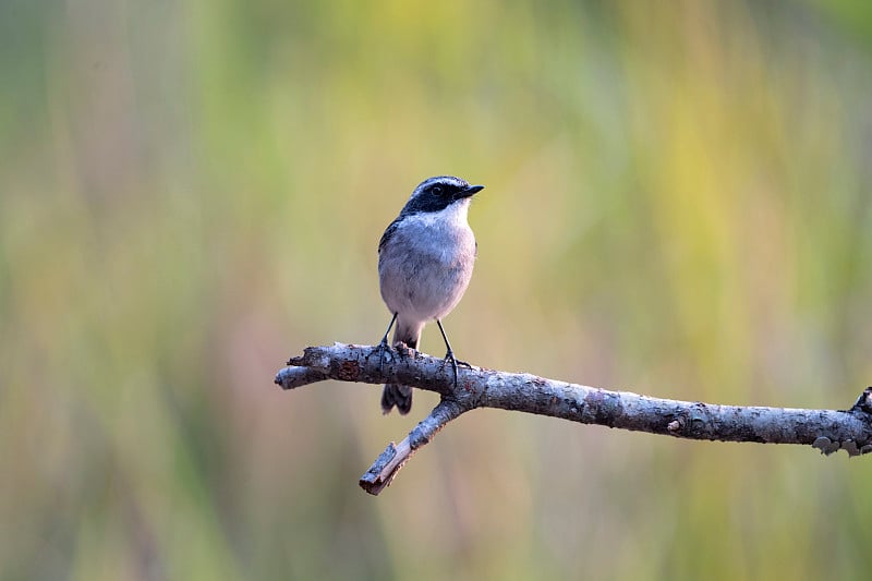 格雷Bushchat