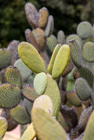 Opuntia ficus-indica