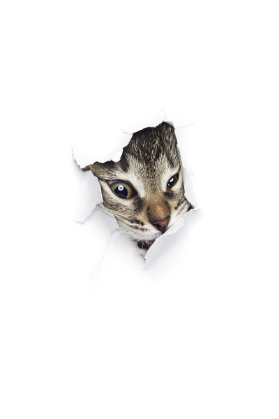 猫在洞