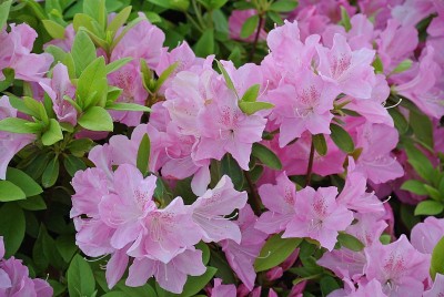 佐贺公园的杜鹃花