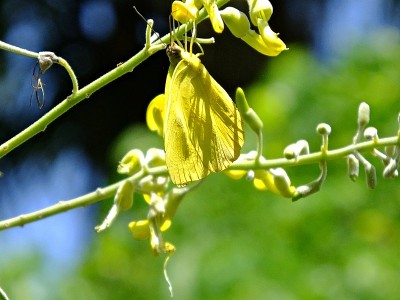 橙色条纹的硫蝶(菲比蛱蝶)倒立在花上