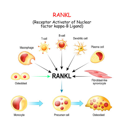 RANKL和破骨细胞的活化
