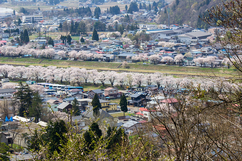 秋田，日本，东北:角馆镇和日冲绳河在樱花节期间的全景