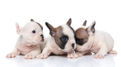 三只法国斗牛犬伸出舌头