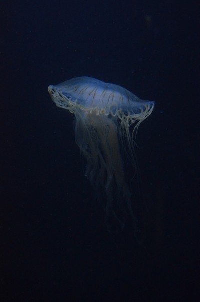 柏林水族馆里美丽的发光水母