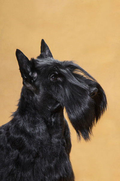 一个黑色铁丝毛的苏格兰小猎犬的肖像在一个黄色的背景