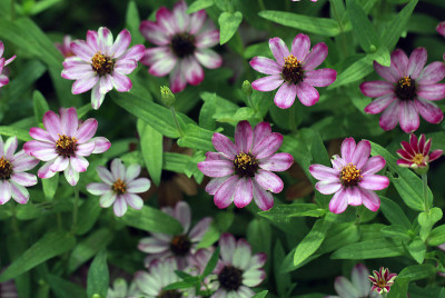 zinnia花