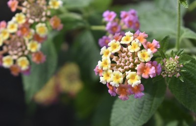 近距离观察热带花园中五颜六色的马缨丹花