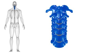 人体骨骼脊柱颈椎解剖3D