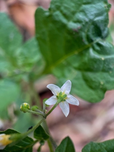 小的花