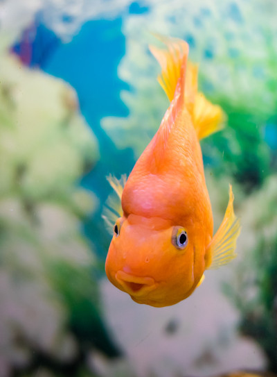 红鹦鹉慈鲷科在水中水族馆