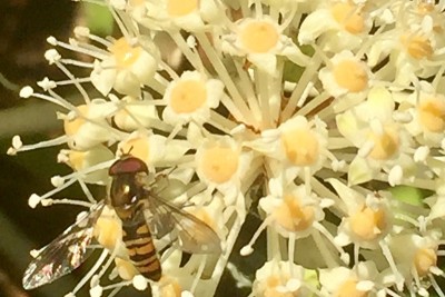 蜂蜜