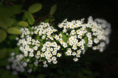 花园花绣线菊的特写。