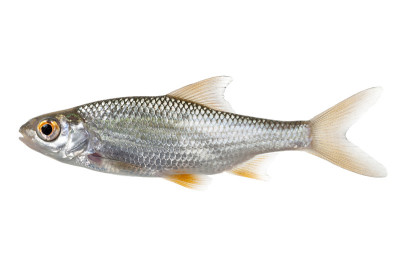 蟑螂(R. rutilus)