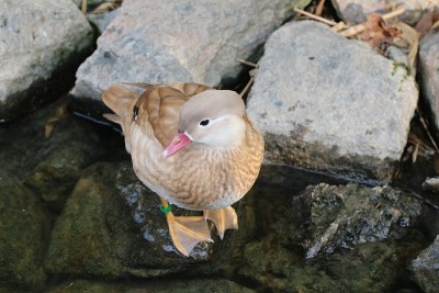 水面上的鸭子
