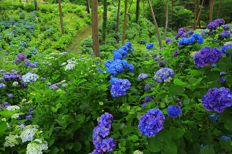 宫城县的绣球花盛开在森林里