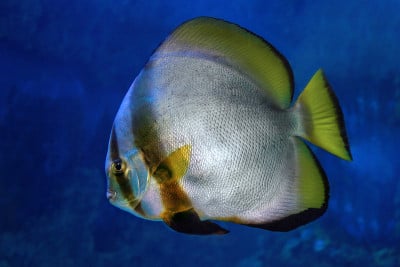 圆形蝙蝠鱼(Platax orbicularis)海鱼