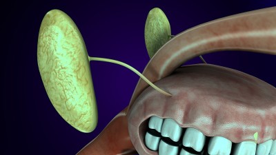人体腺体解剖的3d插图。