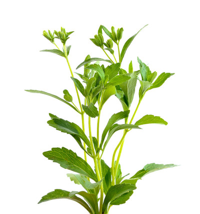 新鲜的绿色甜菊叶，白底
