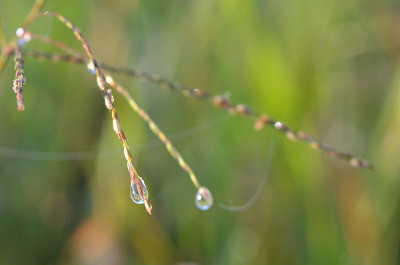 滴露珠草