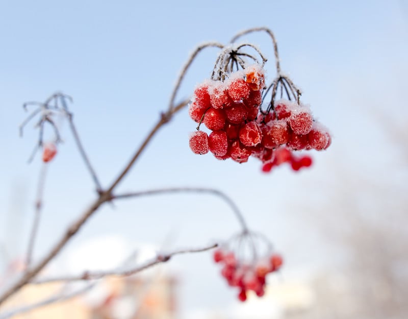 凯琳娜在雪地里红了