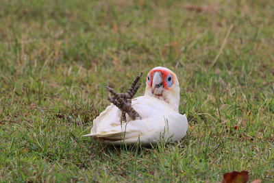 长嘴Corella - Cacatua tenuirostris