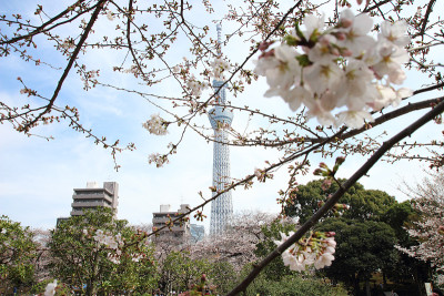 日本樱花