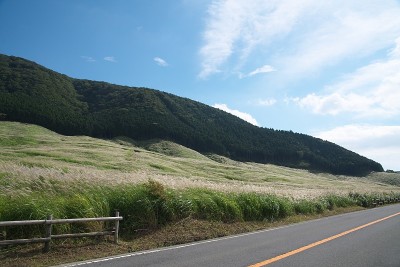 日本潘帕斯草的穗子