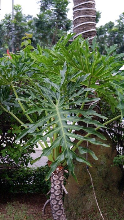 桃李属植物