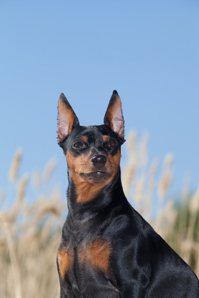 纯种迷你犬