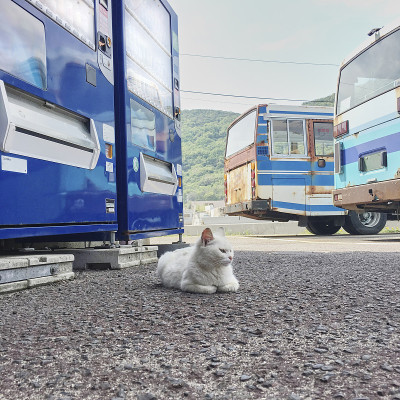 住在港口的猫