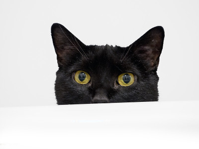 一只隐藏的猫的肖像