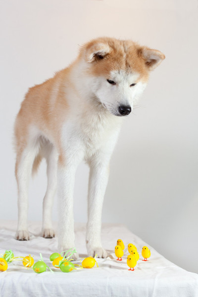 秋田犬复活节快乐