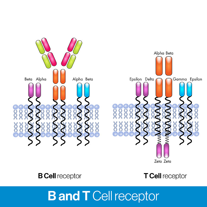 b细胞和t细胞受体比较说明