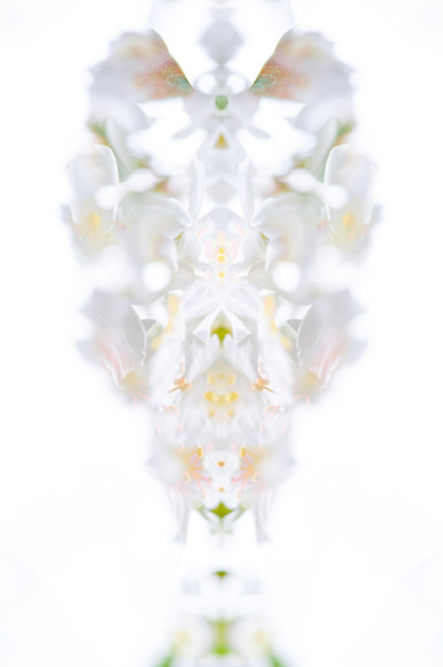 美丽的桐花背景图案，白色的桐花在春天盛开(桐树花)