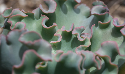 Agaves