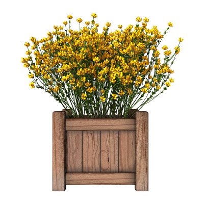 3D渲染西班牙genista花在白色