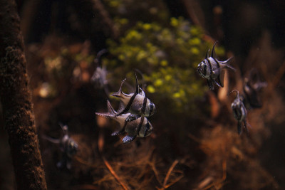 骄傲的鲤鱼，Pterapogon kauderni