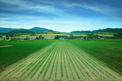日本北海道富良野的农田