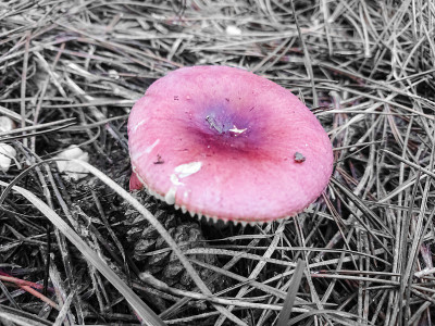 蘑菇